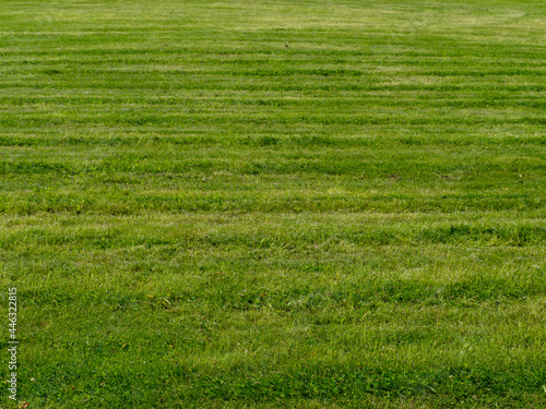 Green freshly mown lawn in summer. 