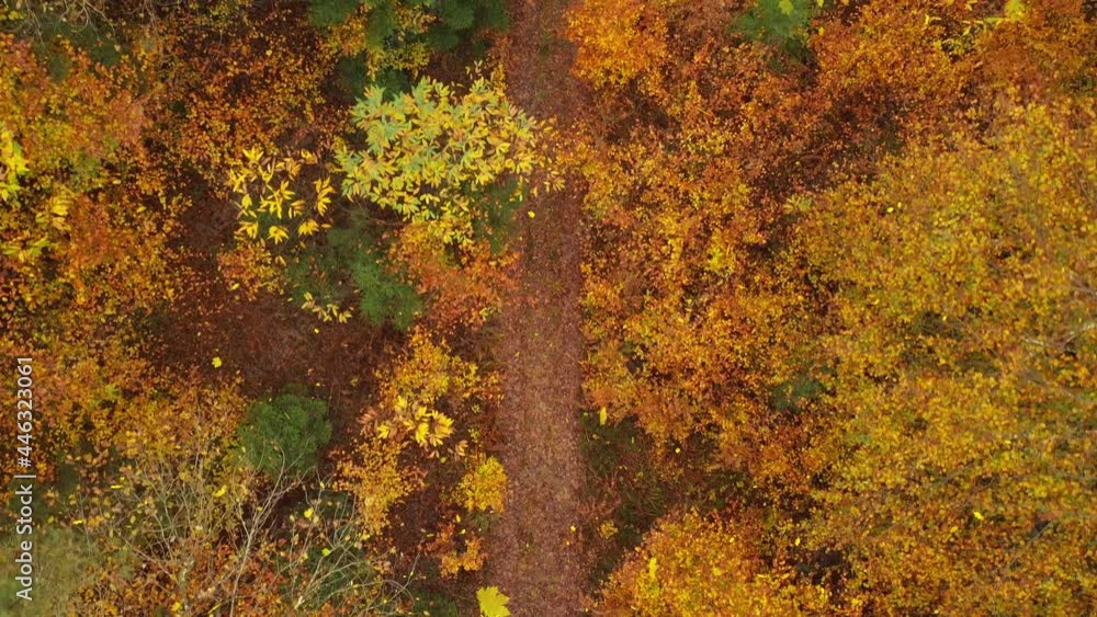 Beautiful top view of a autumn season forest path and trees with falling leaves. Drone shot. Aerial view. Beautiful top view of a autumn season forest path and trees with falling leaves. Drone shot. Aerial view.