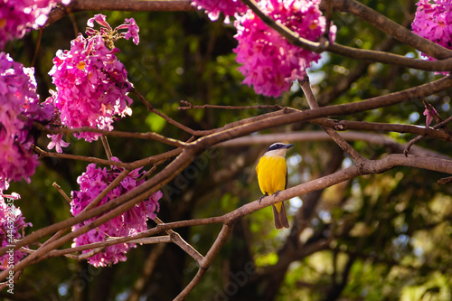 Um pássaro repousando em um galho de ipê rosa florido. Um Bem-Te-Vi (Pitangus sulphuratus). Ipê rosa (Tabebuia Impetiginosa) photo