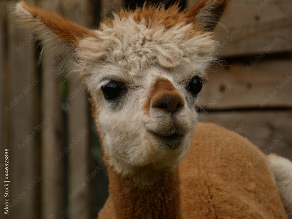 Obraz premium Portrait of cute suri alpaca on alpaca farm