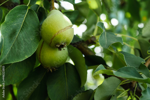 Ripening pears on a tree branch in the garden, cracking from drought. photo