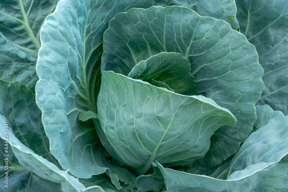 Obraz premium Head of white cabbage close-up. Gardening.