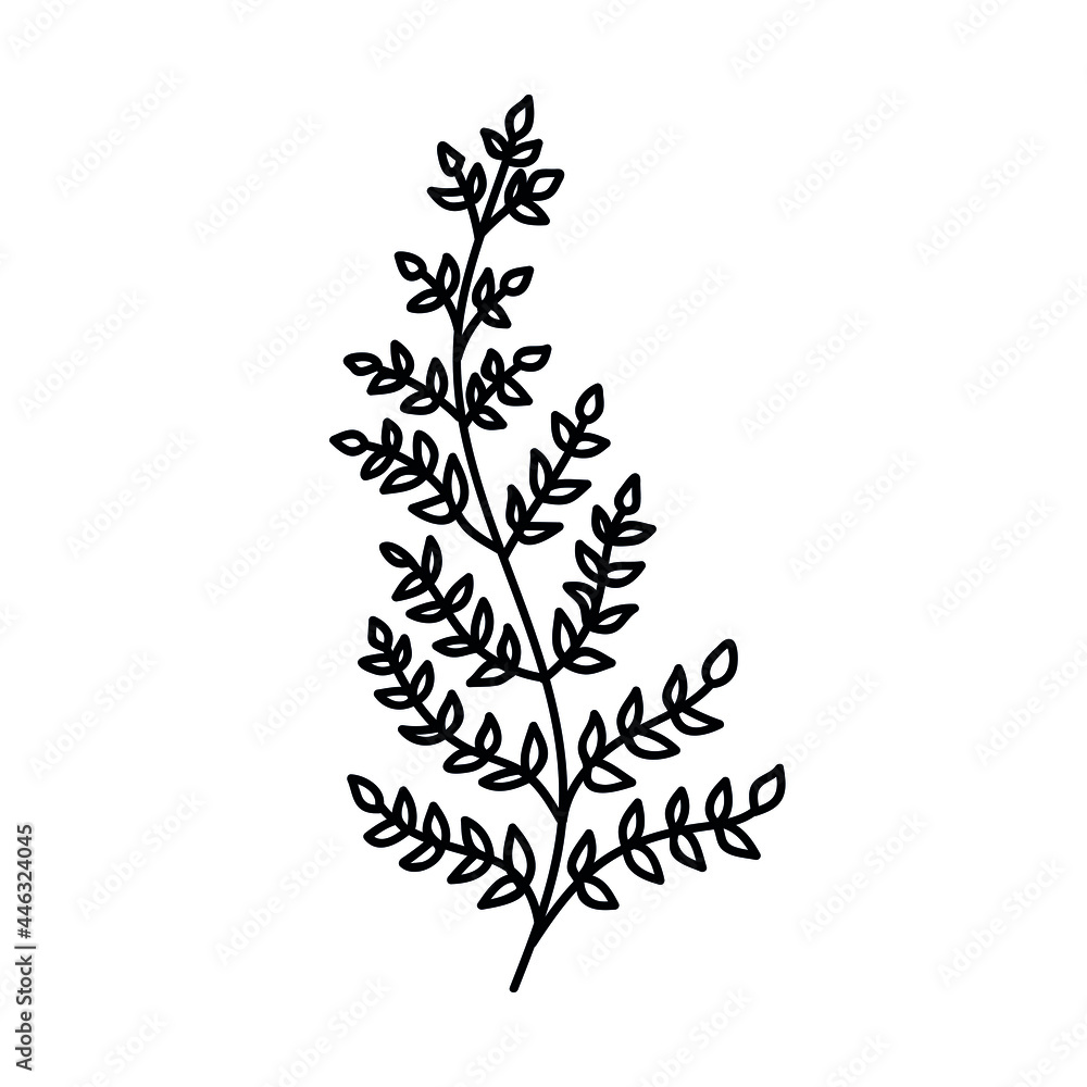 Single hand drawn fern leaf. Doodle vector illustration. Isolated on a white background.