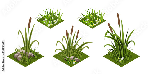Reeds and grass isomatric. Green grass with chamomiles flowers, rover reeds and rocks. Isolated tiles for landscape background, cartoon design style. Vector illustration