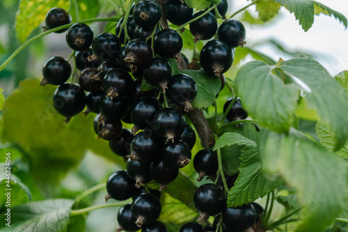 Ripe black currant berries on a branch with green foliage. Gardening.