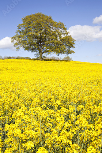Oil seed rape in full flower near Kington, Herefordshire UK