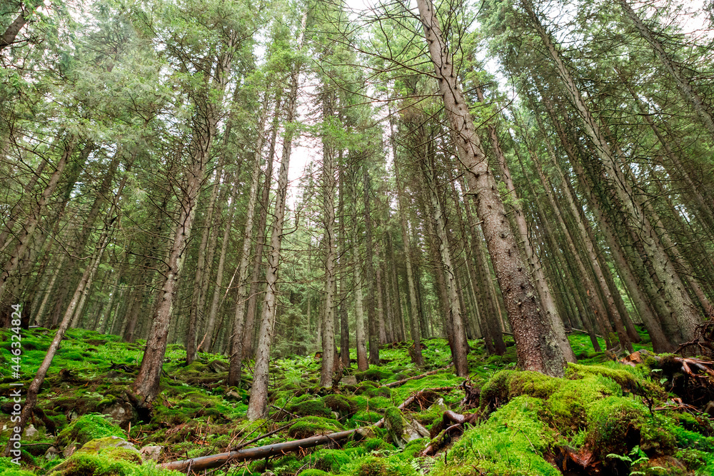 Fototapeta premium Forest trees. nature green wood sunlight backgrounds..