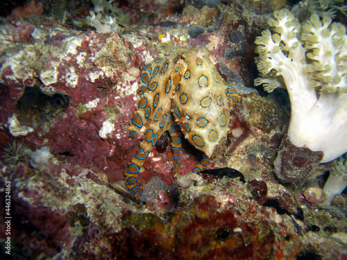 Bluering Octopus (Hapalochlaena Lunulata) in the filipino sea 2.1.2019 photo
