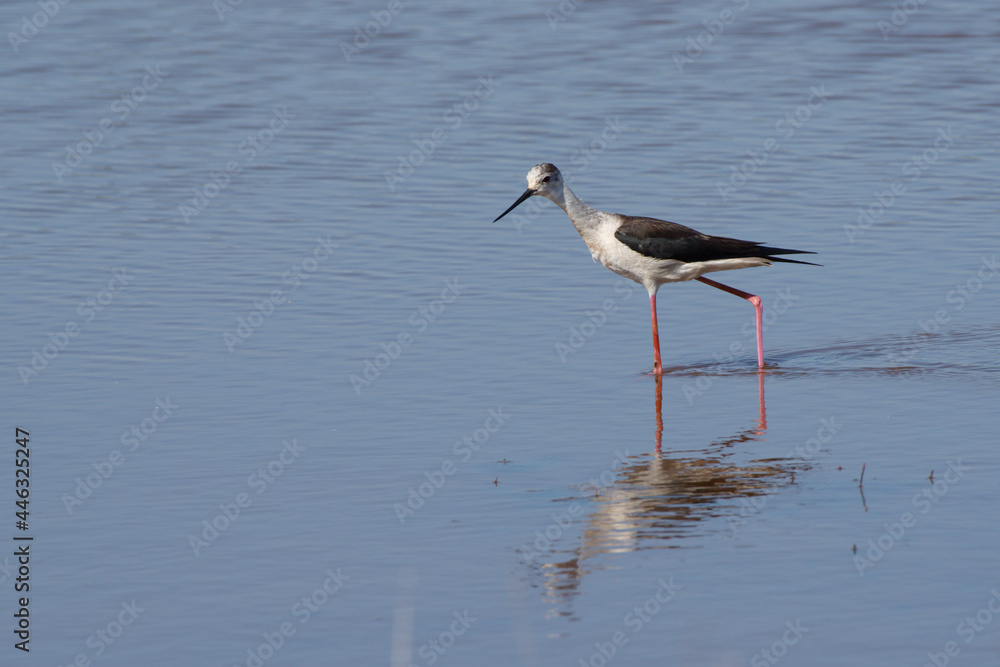 A black-winged stilt (Himantopus himantopus) in the Brennegi swamp A black-winged stilt (Himantopus himantopus) in the Brennegi swamp