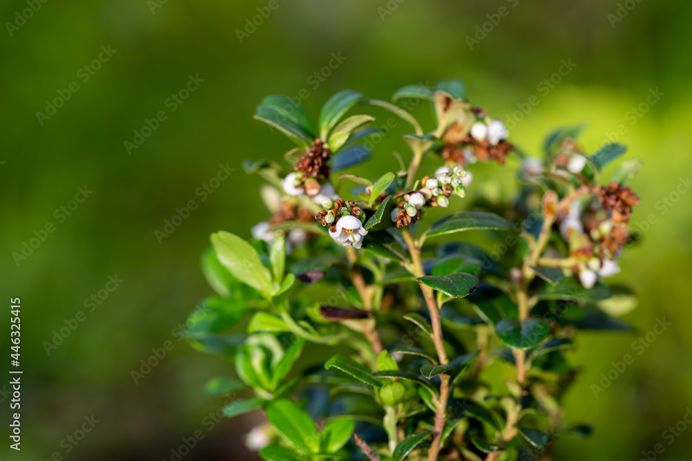 close up flowers vaccinium vitis idaea Koralle in garden close up flowers vaccinium vitis idaea Koralle in garden