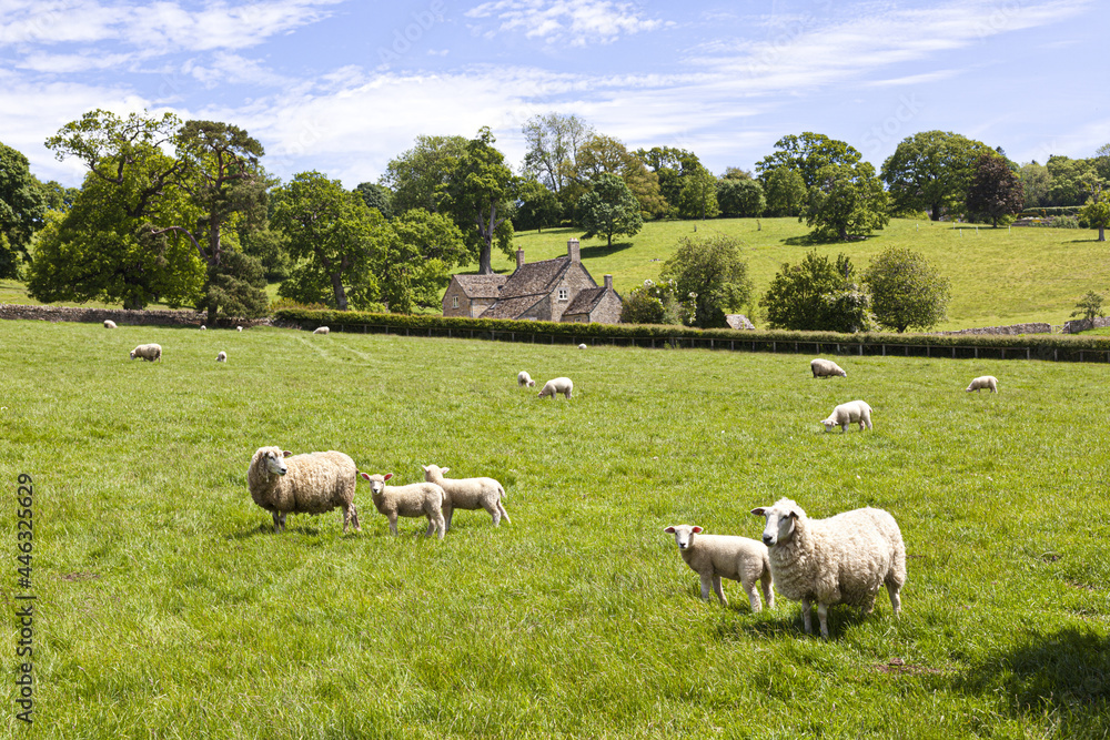 Fototapeta premium Sheep and lambs grazing on the Cotswolds near Stowell, Gloucestershire UK