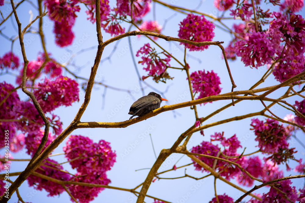 Um pássaro chamado Chora-chuva-preto, descansando em um galho florido de ipê rosa. (Monasa nigrifrons) Um pássaro chamado Chora-chuva-preto, descansando em um galho florido de ipê rosa. (Monasa nigrifrons)
