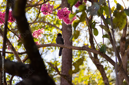 Um pássaro chamado Chora-chuva-preto, descansando em um galho florido de ipê rosa. (Monasa nigrifrons) photo