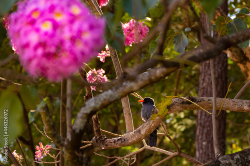 Um pássaro chamado Chora-chuva-preto, descansando em um galho florido de ipê rosa. (Monasa nigrifrons) photo