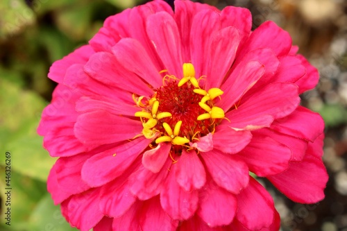 Pink Zinnia closeup 