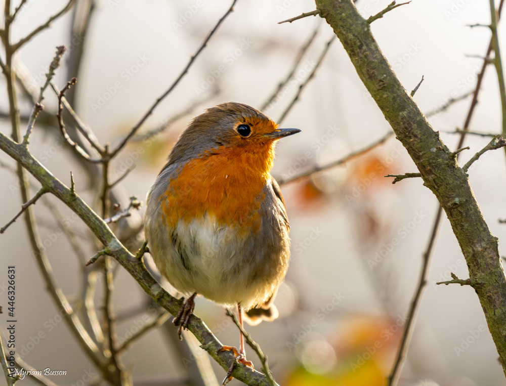 Fototapeta premium Rouge gorge sur sa branche