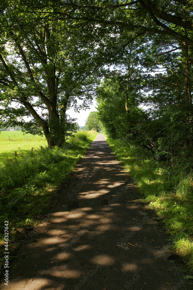 Fototapeta premium View on shady cycling track between trees in rural landscape - Germany, between Suchteln and Kempen