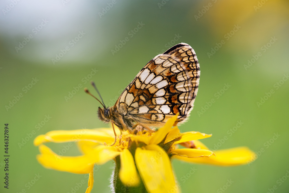 una bella farfalla appoggiata su un fiore mentre si riposa alle prime luci del mattino, macro di farfalle colorate, dettaglio delle ali di farfalla