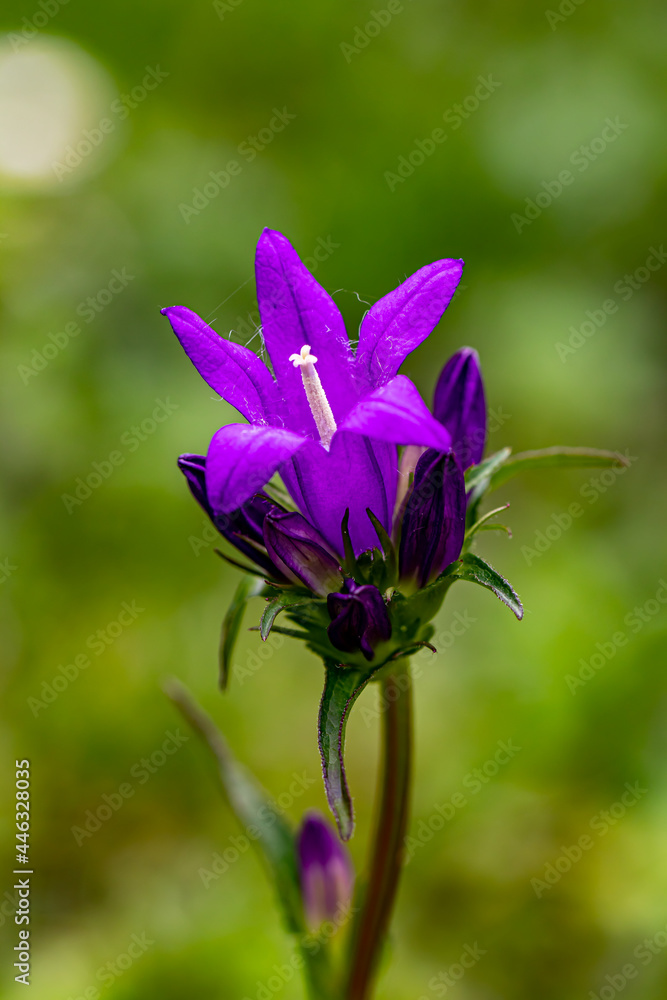 Campanula glomerata flower in the field, macro Campanula glomerata flower in the field, macro