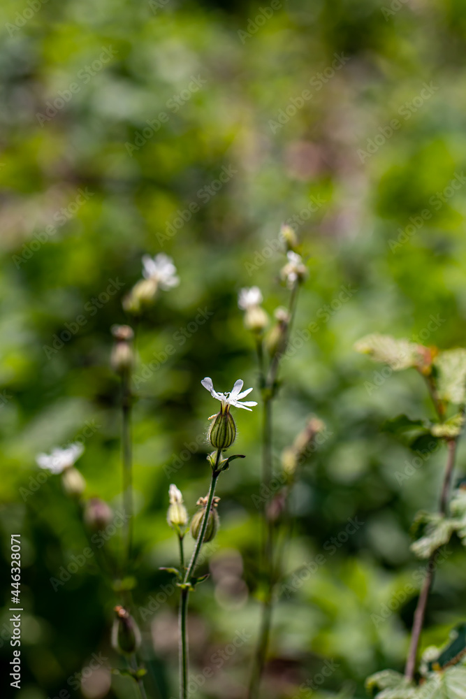 Silene latifolia growing in the forest, macro Silene latifolia growing in the forest, macro