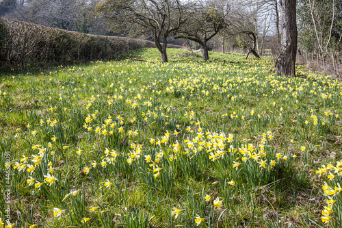 Fototapeta Naklejka Na Ścianę i Meble -  Wild daffodils (Narcissus pseudonarcissus) growing in spring at Gwen & Vera's Fields Nature Reserve, near Dymock, Gloucestershire UK