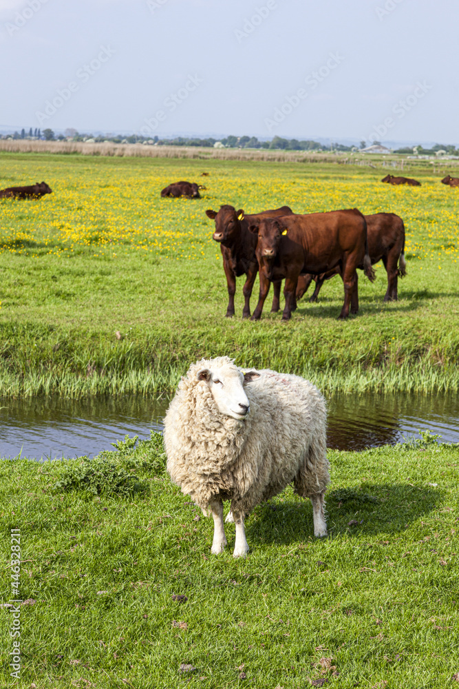 Fototapeta premium Cattle and sheep grazing on Romney Marsh at Fairfield, Kent UK