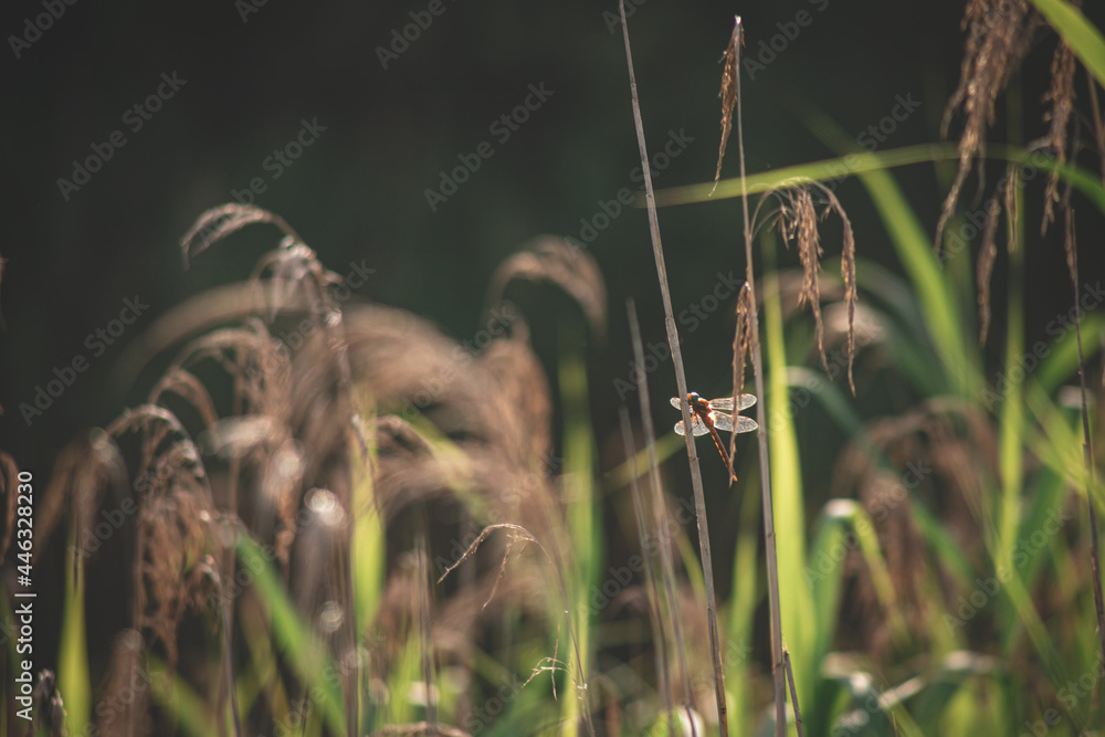 dragonfly sitting on pond reed taking sun bath in golden summes evening. Green dark natural blurry background