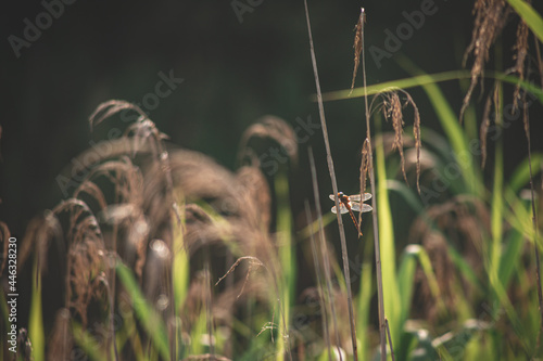 dragonfly sitting on pond reed taking sun bath in golden summes evening. Green dark natural blurry background © Neils