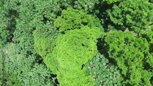 Aerial view trees in the forest - Drone
