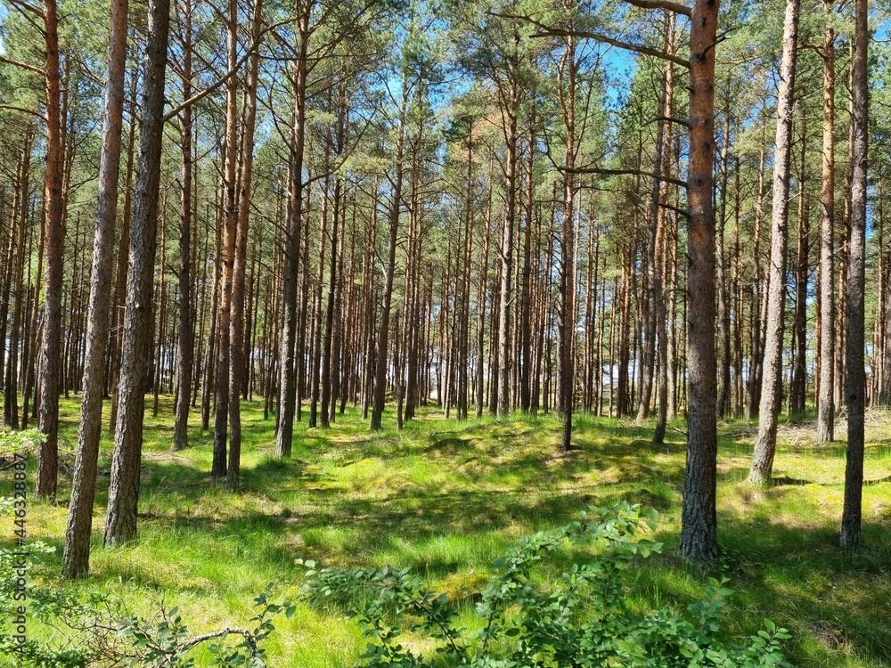 Obraz premium forest in autumn