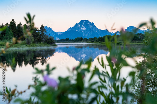 Grand Teton National Park - Oxbow Bend viewpoint at sunrise, with wildflowers (intentionally blurred) in foreground