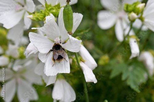 Bumble bee foraging on a white flower