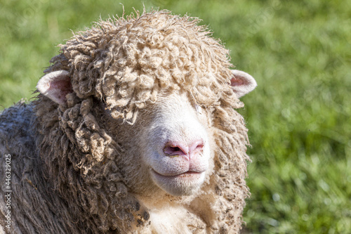 A close up portrat of a Cotswold sheep (ewe) in the Cotswold village of Middle Duntisbourne, Gloucestershire UK photo