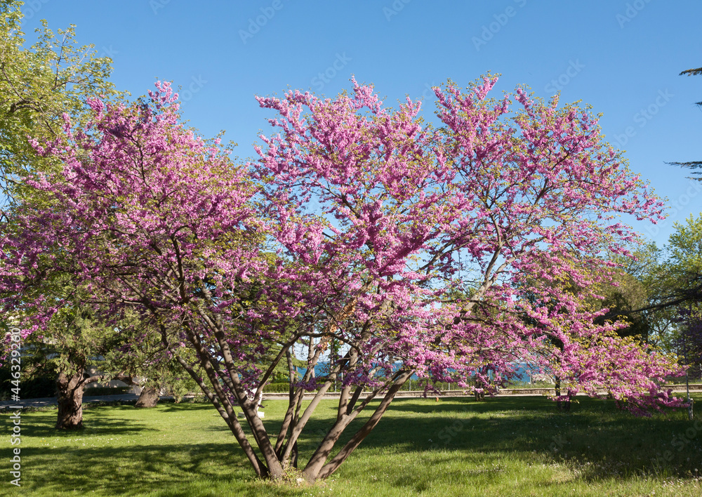 Cercis tree in blossom - cercis sililuastrum
