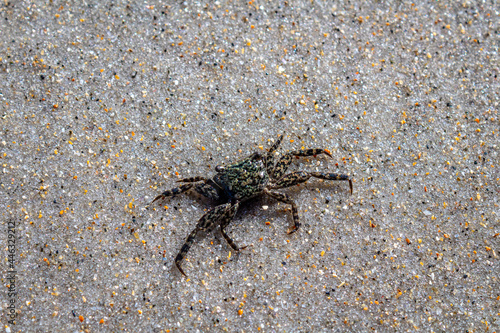 Spotted Crab