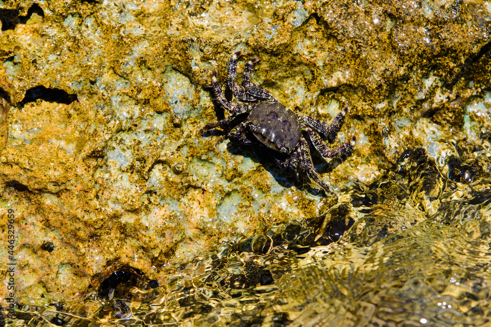 A black crab is sitting on a stone. Black sea crab on an old stone. A black crab is sitting on a stone. Black sea crab on an old stone.