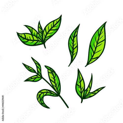 Tea leaf. Set of hand-drawn natural elements. Cartoon illustration. Green plant