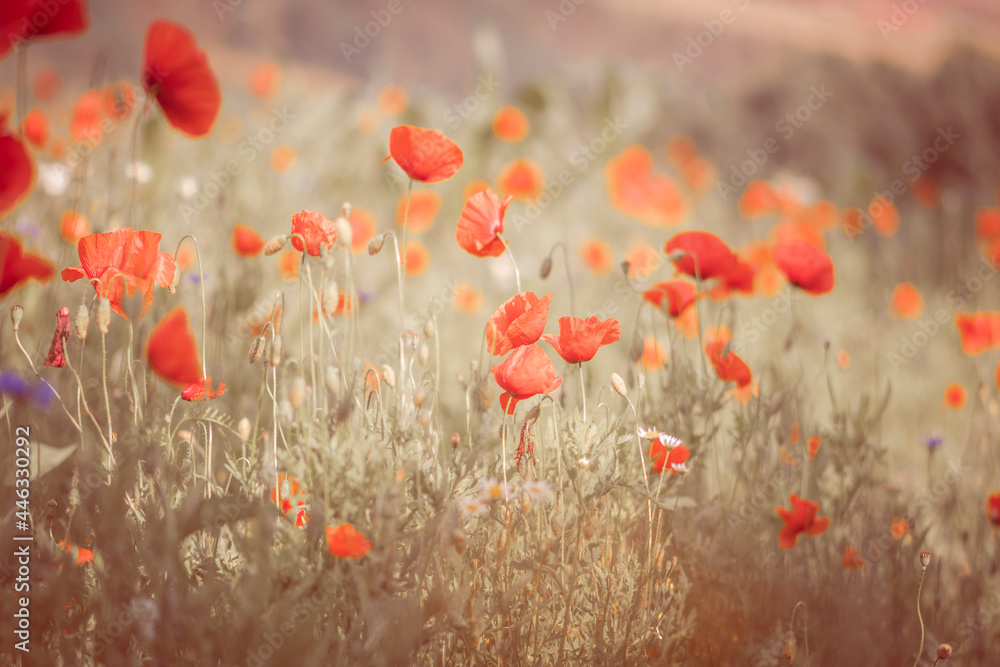 Fototapeta premium Landschaft im Sommer mit Mohn Blumen Kornblumen Kamille rot blau weiß