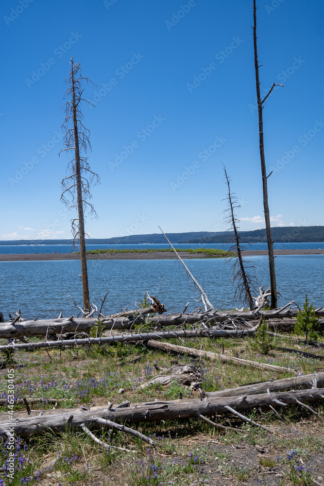 Burned trees along the shoreline of Yellowstone Lake in the National Park