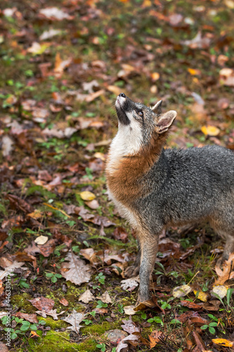 Grey Fox (Urocyon cinereoargenteus) Looks Straight Up Autumn