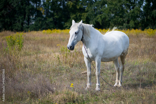 beautiful white horse on dry grass in the field. Arabian horse, white horse stands in an agriculture field with dry grass in sunny weather. strong, hardy and fast animal. © Oleksandr Filatov