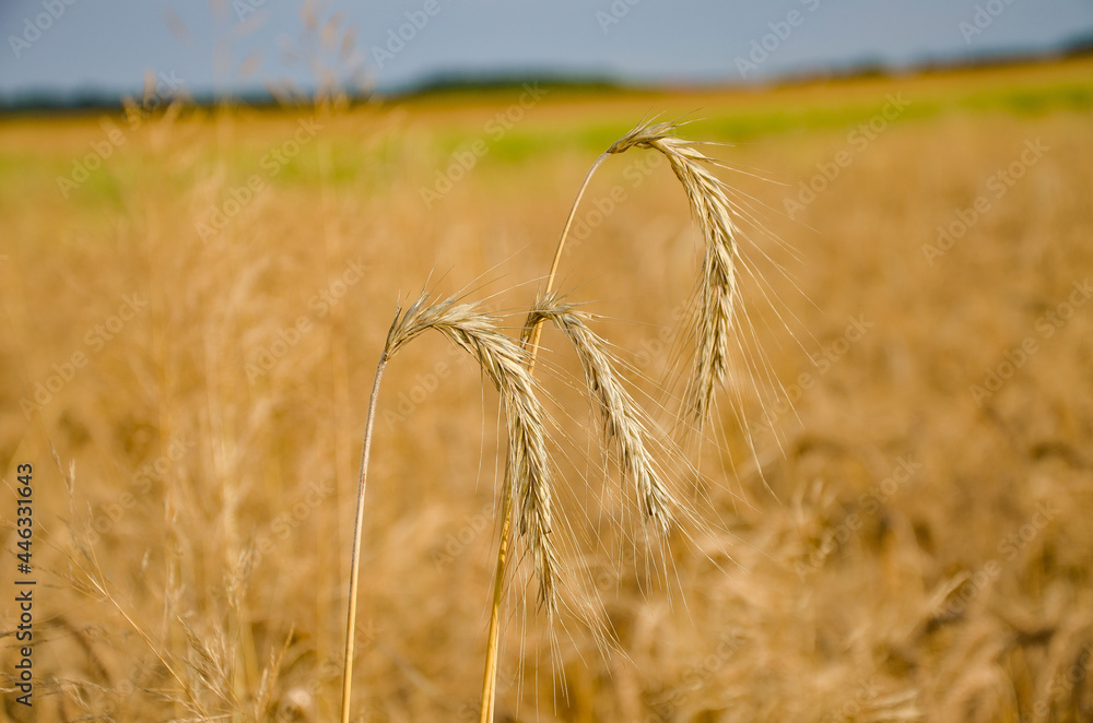 field of wheat - obrazy, fototapety, plakaty 