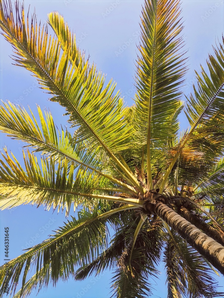 Obraz premium coconut tree