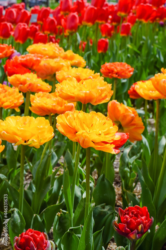 Fototapeta Naklejka Na Ścianę i Meble -  Field of colorful double late tulips