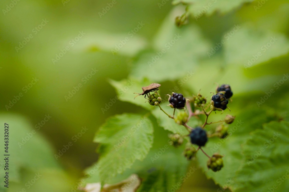ants on a leaf