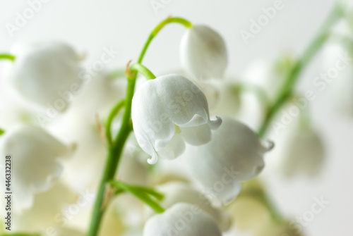 Blooming lily of the valley macro photography