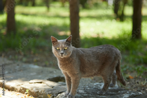 Close up photo of cat face and eyes