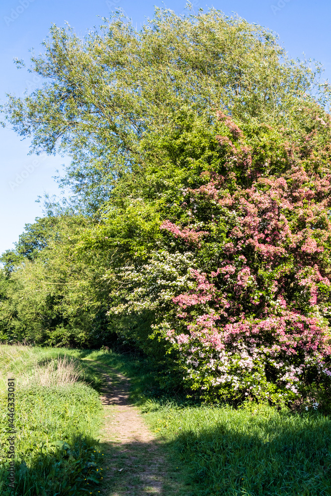 Different varieties of hawthorn in blossom at the Coombe Hill Nature Reserve near Wainlodes, north of Gloucester UK Different varieties of hawthorn in blossom at the Coombe Hill Nature Reserve near Wainlodes, north of Gloucester UK