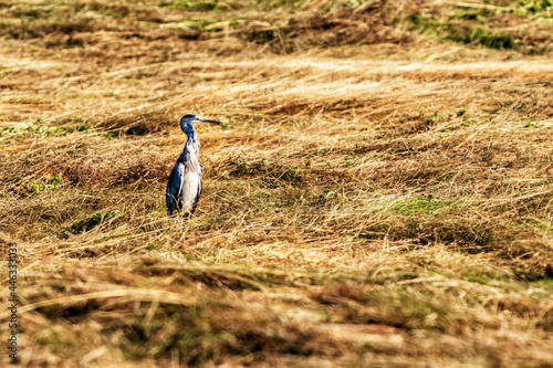 Nutzniesser der Heuernte in der Zülpicher Börde: Graureiher auf der Jagd nach Feldmäusen nachdem die Wiese gemäht wurde.  photo