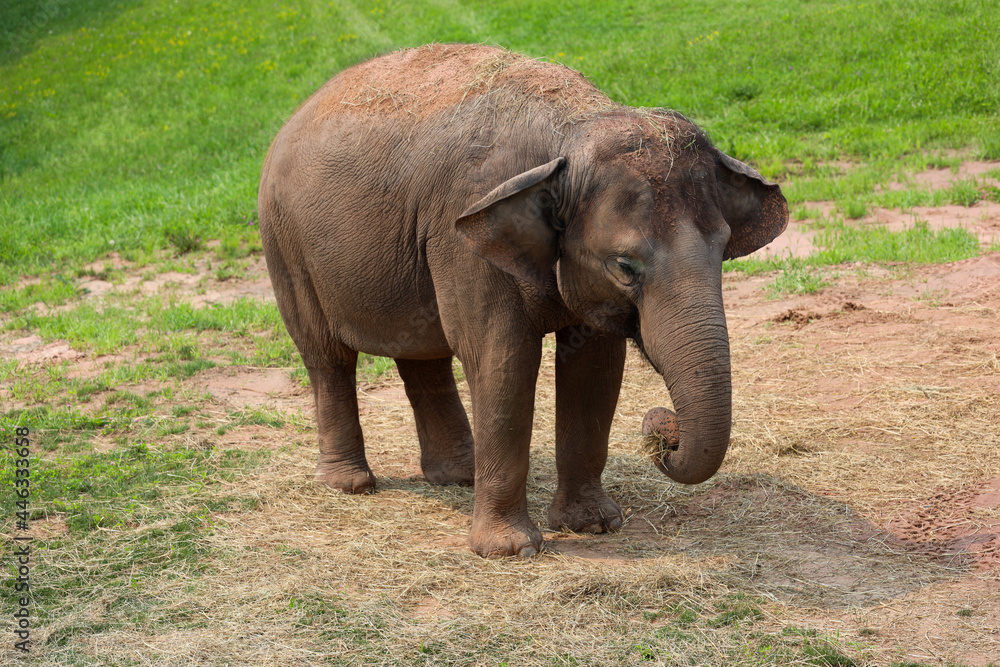 Fototapeta premium Young elephant eating
